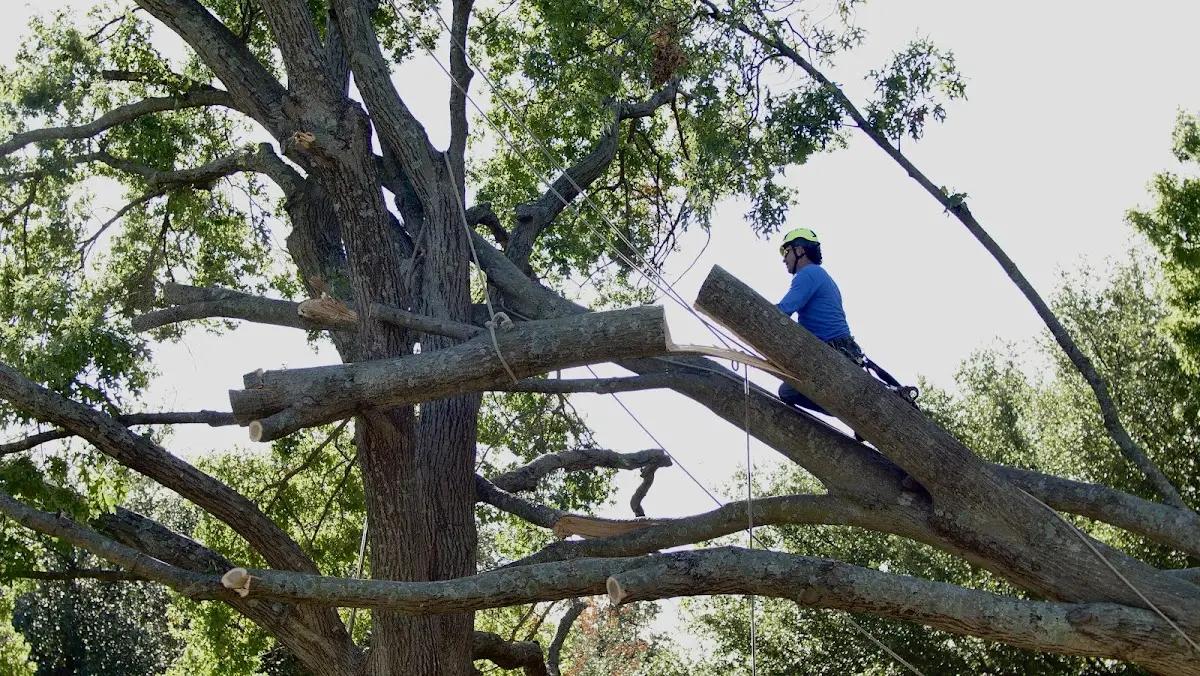 Professional Crown Thinning performed by certified arborists in Dearborn