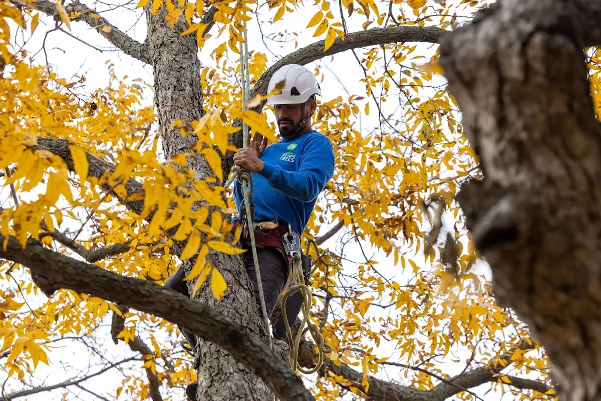 Skilled Emergency Tree Service crew working in Dearborn